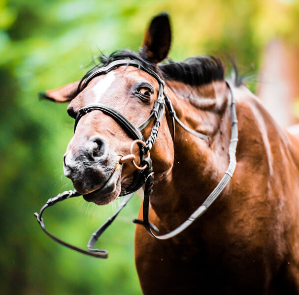 Wat is het headshaking-syndroom?