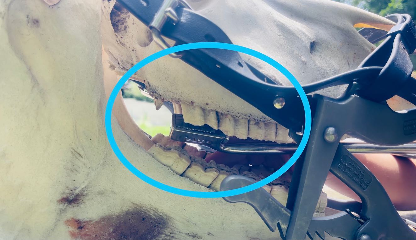 Kaak gerelateerde vorm van het headshaking-syndroom