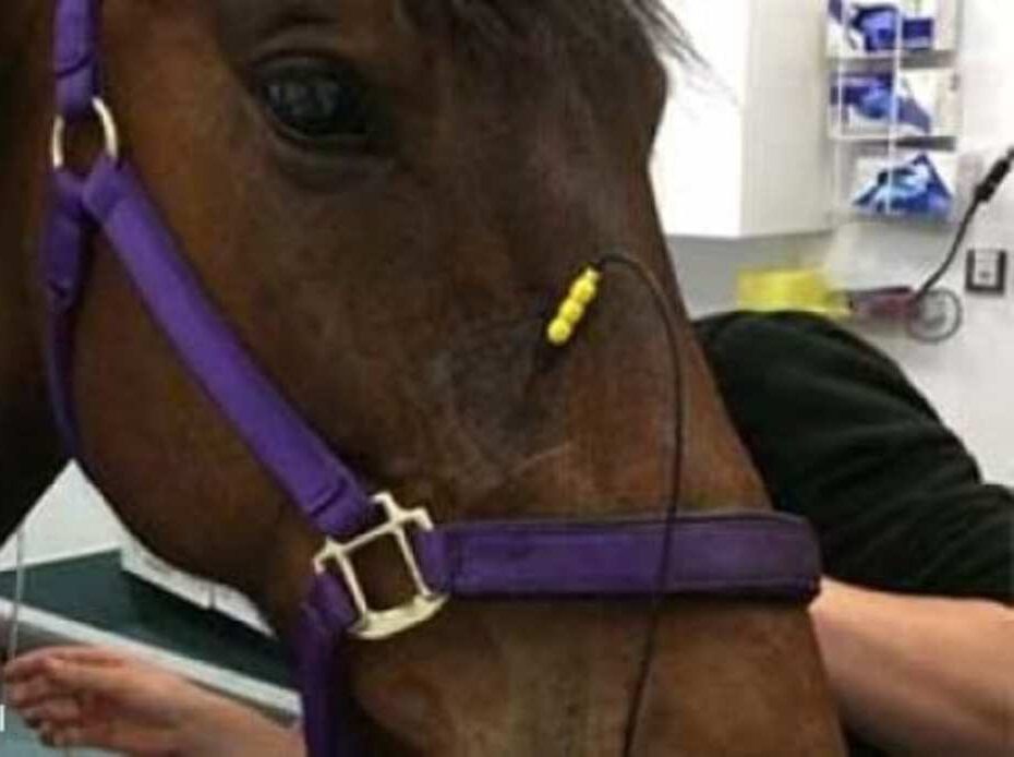 Aangezicht gerelateerde vorm van het headshaking-syndroom