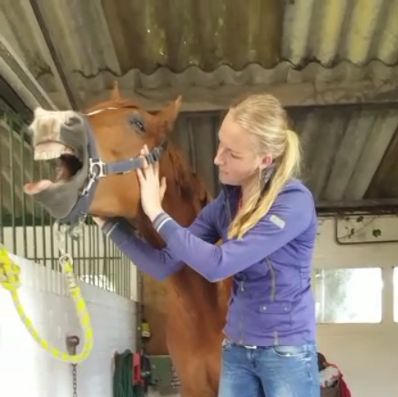 Dit is hoe jij de kans vergroot om het hoofdschudden van je paard op te lossen!