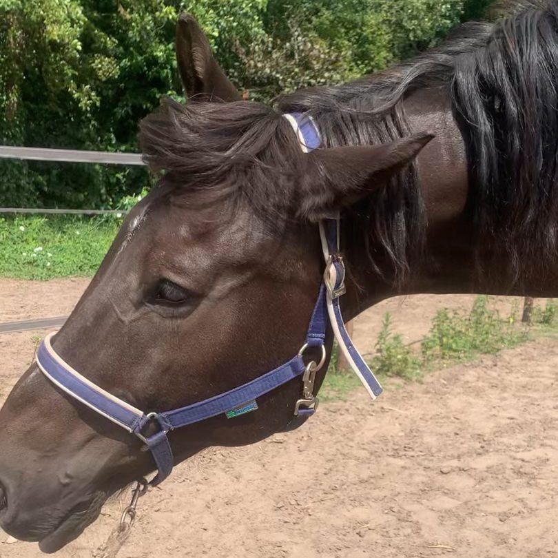 Dit is waarom jij geen peil kunt trekken op de klachten van jouw headshaker!